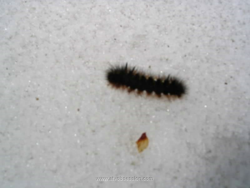 24. How ironic...a caterpillar...creepy..jpg