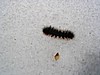 24. How ironic...a caterpillar...creepy..jpg