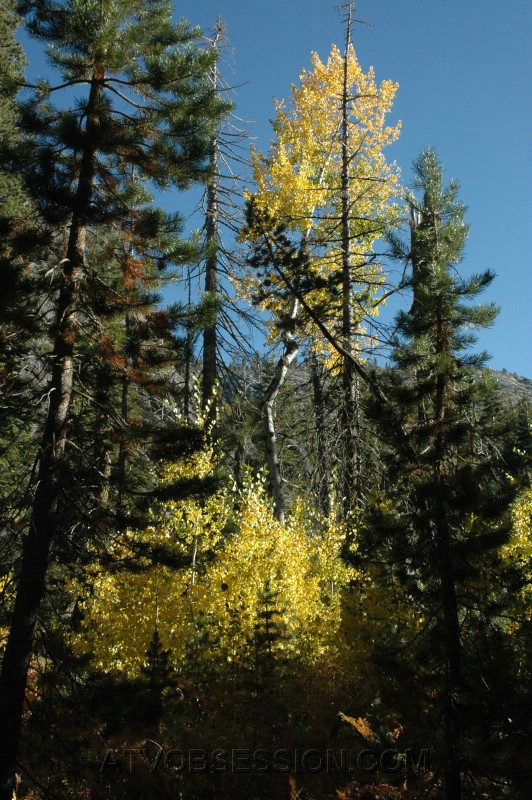 133. Ok...Pretty tree time..jpg