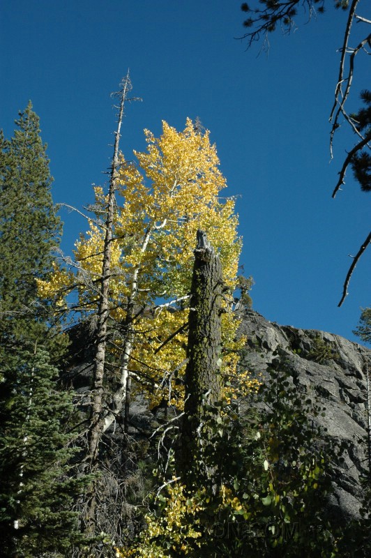 134. More trees..jpg