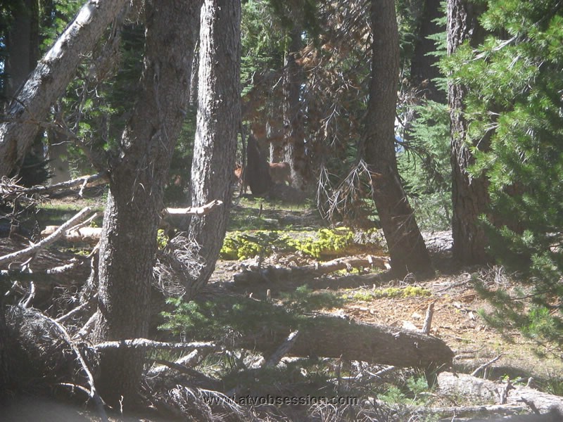 17. They were running pretty good to 'getaway' from us..jpg