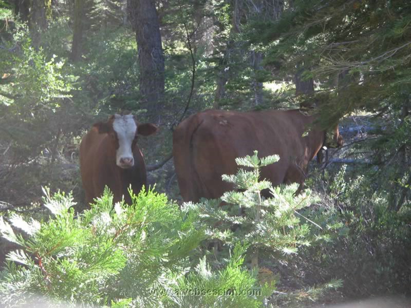 58. And more cows..jpg