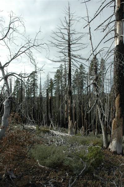 49. An old burn along Devil's Gap..jpg