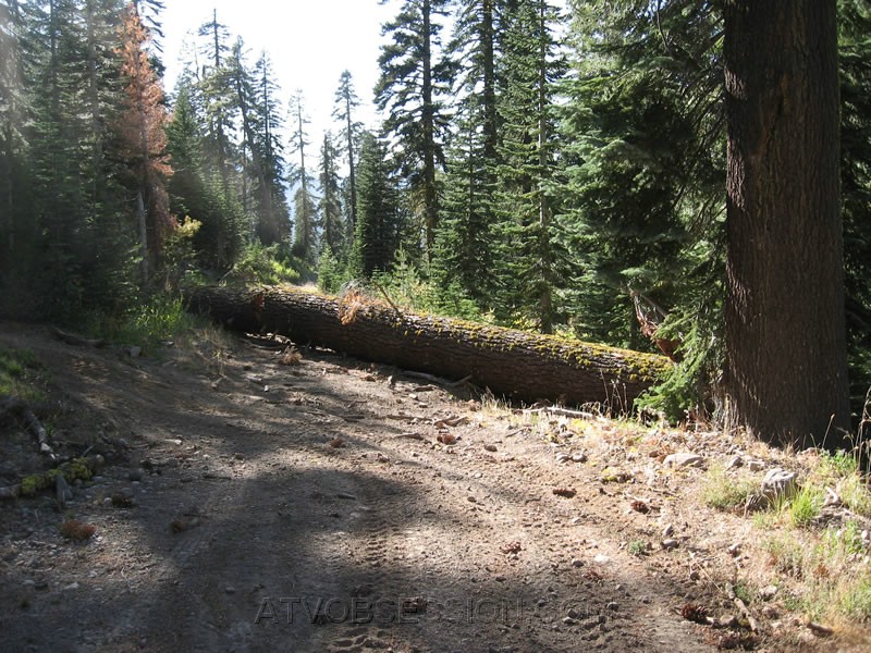 002. In August, I ran into this big boy blocking a USFS road. So I contacted them and they asked if we would remove it..jpg