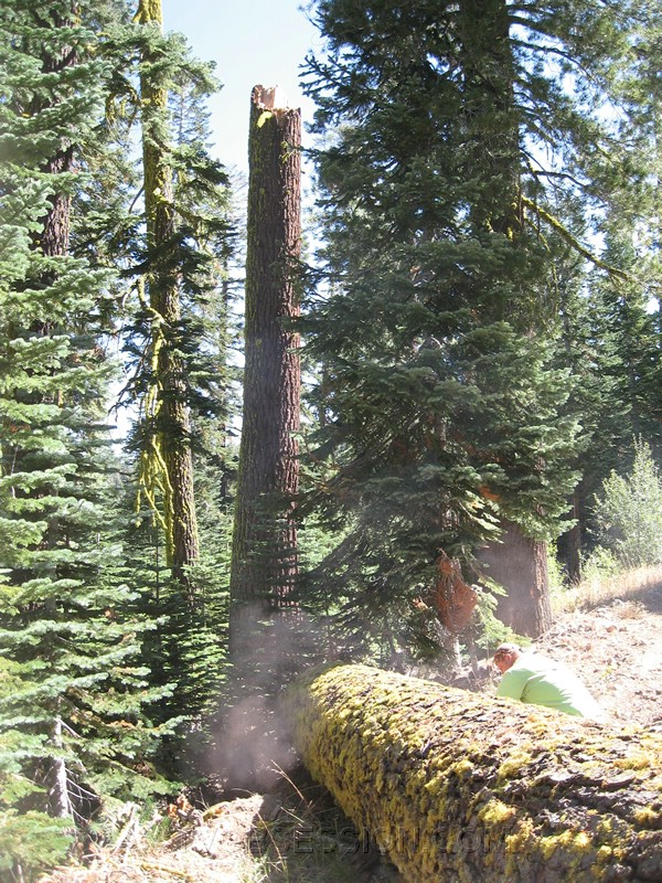 017. You can see where it snapped off..jpg