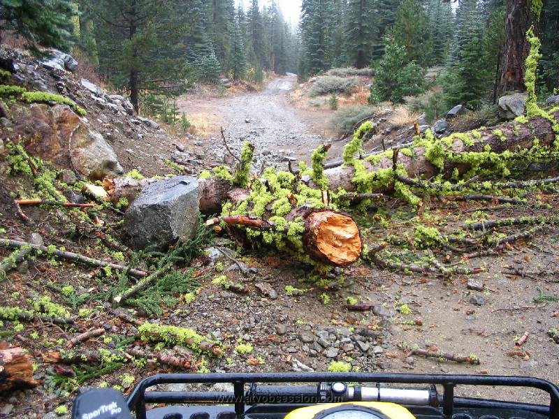 15. Uh oh...tree in the road..jpg