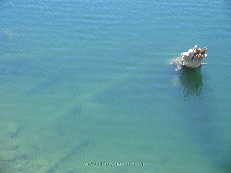 17. Big Tree sticking up..jpg