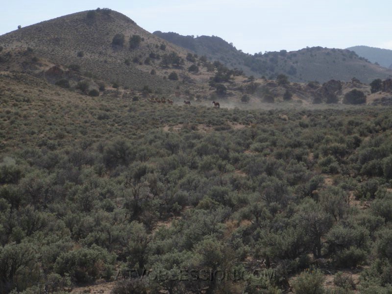 110. More horses..jpg