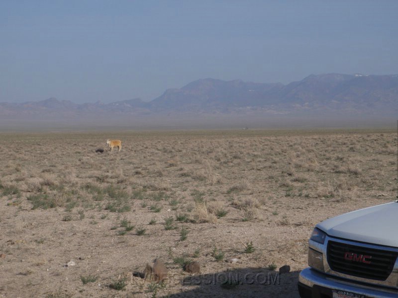 120. A cow watches us load..jpg