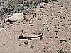 020. Typical desert junk, a spring that's unsprung..jpg