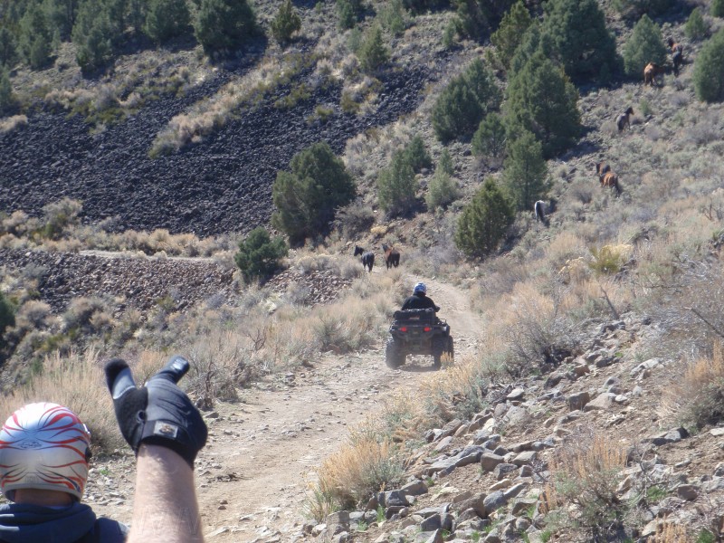 30. Amazing what they climb..jpg