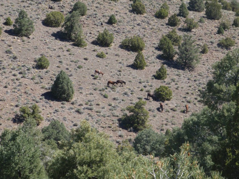 31. Tons of them..jpg