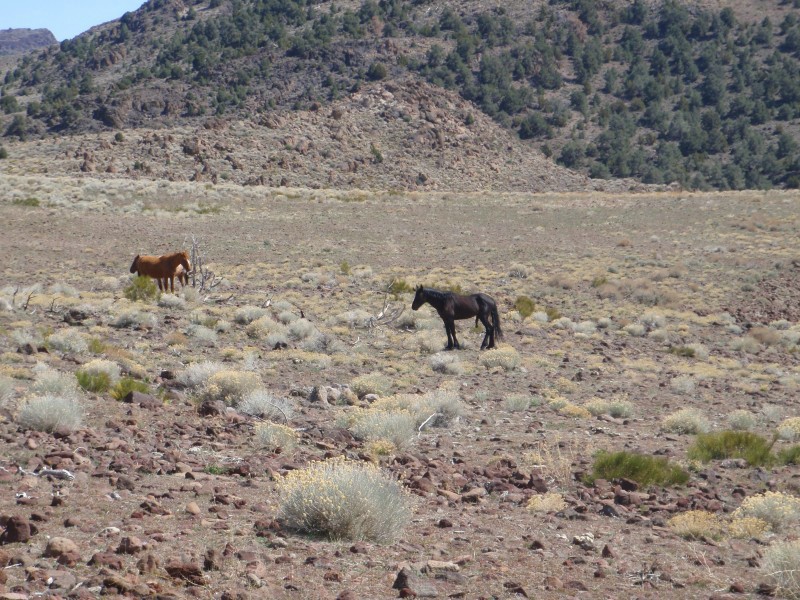 57. That is definitely a boy horse..jpg