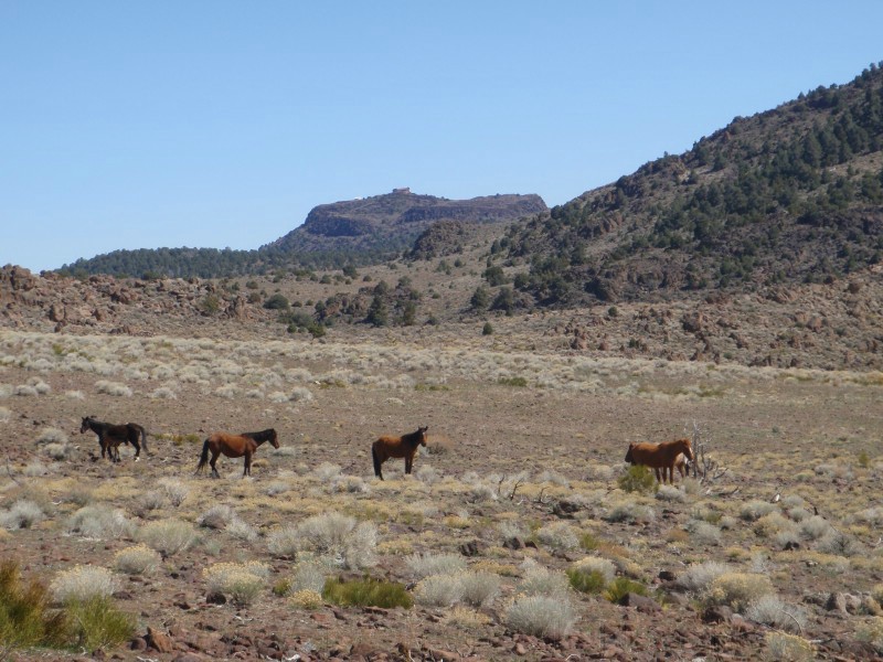 58. He made his bitches follow him..jpg