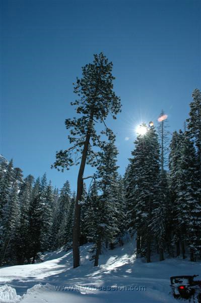 049. Bent Tree...ok...lay off the jokes...it's sensitive..jpg