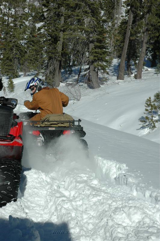 28. Dusty Leads the Way with a Nice Roost..jpg